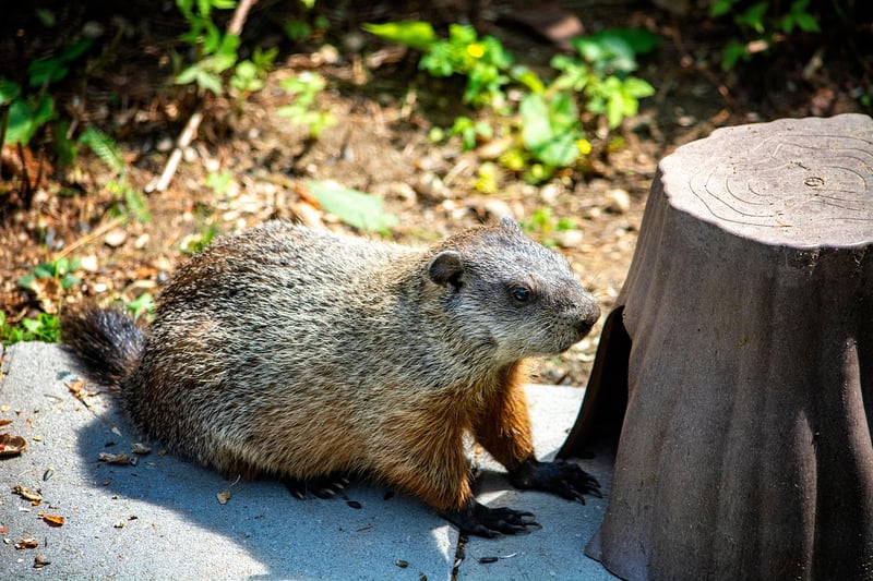 Groundhog Day movie